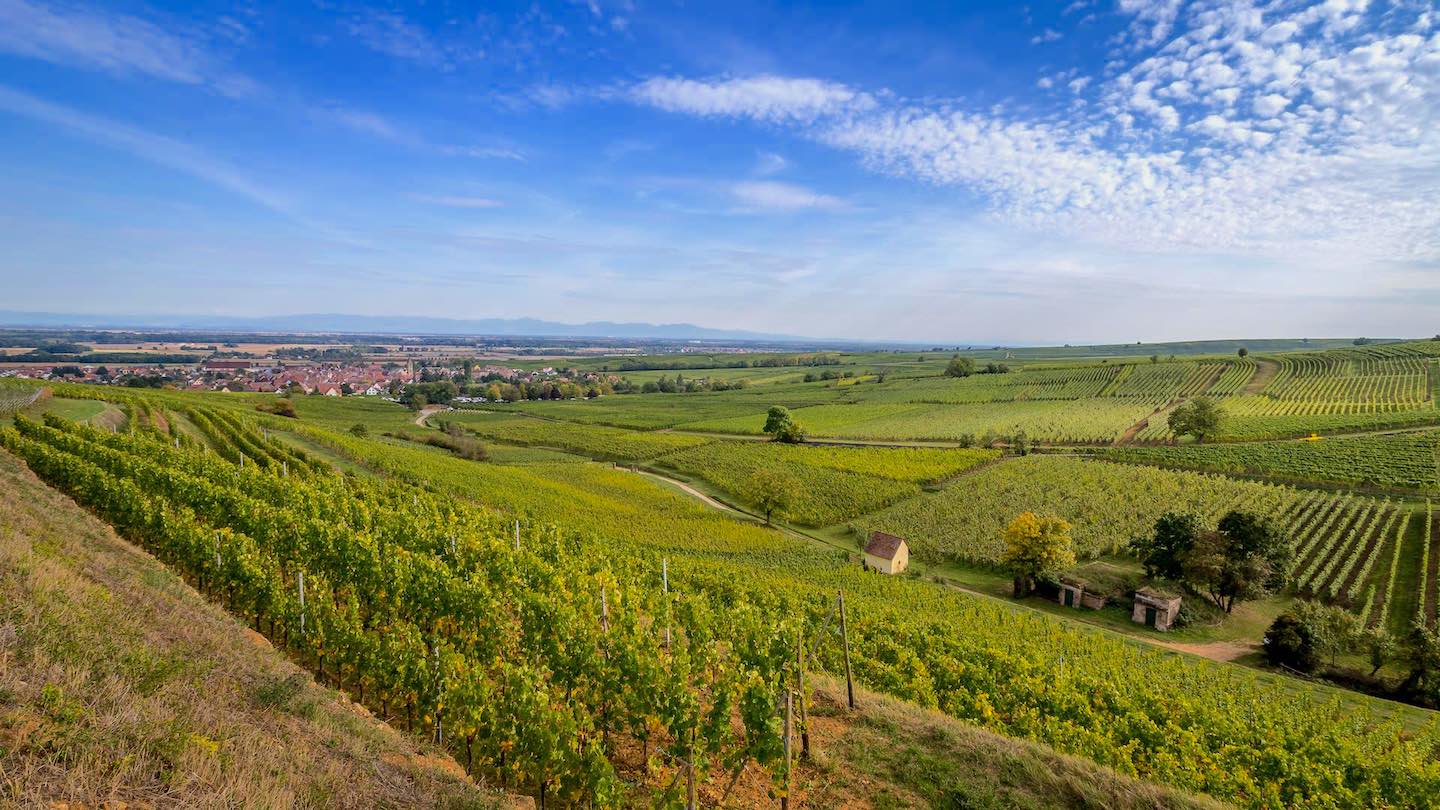 vue-village-et-vignoble-eguisheim-en-alsace